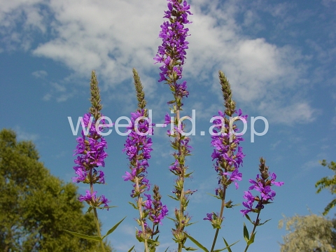 loosestrife, purple